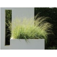 Gestreiftes Moor Pfeifengras 'Variegata', Molinia caerulea 'Variegata', Topfware