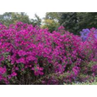 Glattblatt-Aster 'Crimson Brocade', Aster novi-belgii 'Crimson Brocade', Topfware