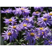 Glattblatt-Aster 'Dauerblau', Aster novi-belgii 'Dauerblau', Topfware