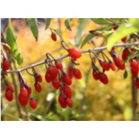Gojibeere / Gemeiner Bocksdorn / Teufelszwirn, 15-30 cm, Lycium barbarum, Topfware