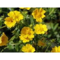 Gold-Fingerkraut, Potentilla aurea, Topfware