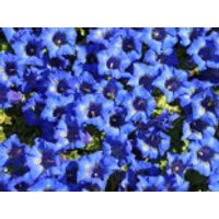 Großblumiger Frühlings-Enzian, Gentiana acaulis, Topfware