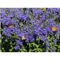 Großer Ehrenpreis 'Knallblau', Veronica teucrium 'Knallblau', Topfware