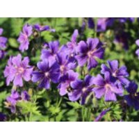 Großer Storchschnabel, Geranium x magnificum, Topfware