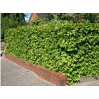 Hainbuche / Weißbuche, 100-125 cm, Carpinus betulus, Containerware