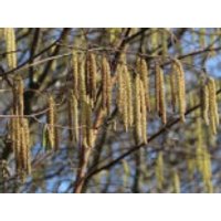 Haselnuss / Waldhasel, 100-150 cm, Corylus avellana, Containerware
