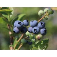 Heidelbeere, 10-20 cm, Vaccinium myrtillus, Topfware