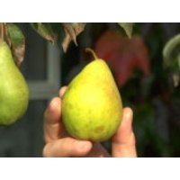 Birnen für trocken Standorte Birnen für trocken Standorte