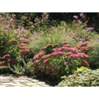 Hohes-Fettblatt 'Herbstfreude', Sedum telephium 'Herbstfreude', Containerware
