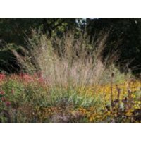 Hohes Pfeifengras 'Skyracer', Molinia arundinacea 'Skyracer', Topfware