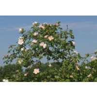 Hundsrose, 15-30 cm, Rosa canina, Topfware