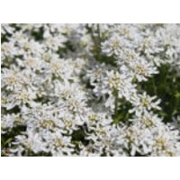 Immergrüne Schleifenblume, Iberis sempervirens, Containerware