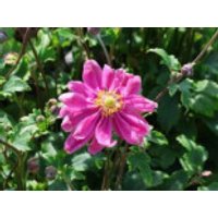 Japan-Herbst-Anemone 'Bressingham Glow', Anemone japonica 'Bressingham Glow', Containerware