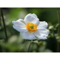 Japan-Herbst-Anemone 'Honorine Jobert', Anemone japonica 'Honorine Jobert', Containerware