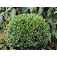 immergrüne Laubbäume - Japan-Stechpalme (Kugel), 25-30 cm, Ilex crenata (Kugel), Containerware