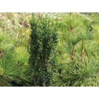 immergrüne Laubbäume - Japanischer Säulenilex / Säulen-Berg-Ilex 'Fastigiata', 20-30 cm, Ilex crenata 'Fastigiata', Containerware