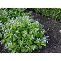 Kaukasusvergißmeinnicht, Brunnera macrophylla, Topfware