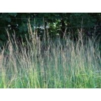 Kleines Pfeifengras, Molinia caerulea, Containerware