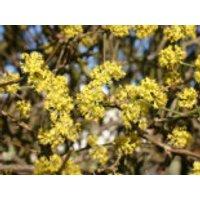 Kornelkirsche, 100-125 cm, Cornus mas, Containerware