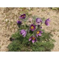 Küchenschelle, Pulsatilla vulgaris subsp. vulgaris, Topfware