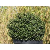 immergrüne Laubbäume - Löffel-Ilex / Japanischer Ilex 'Convexa' (Kugel), 25-30 cm, Ilex crenata 'Convexa' (Kugel), Containerware