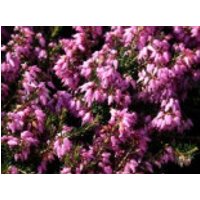 Märzenheide 'March Seedling', 10-15 cm, Erica carnea 'March Seedling', Topfware
