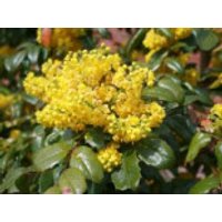 Mahonie, 20-30 cm, Mahonia aquifolium, Containerware