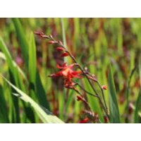 Montbretie 'Carmine Brilliant', Crocosmia x crocosmiiflora 'Carmine Brilliant', Containerware
