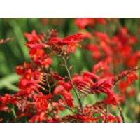 Montbretie 'Emberglow', Crocosmia x crocosmiiflora 'Emberglow', Containerware