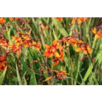 Montbretie 'Emily McKenzie', Crocosmia x crocosmiiflora 'Emily McKenzie', Containerware