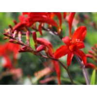 Montbretie 'Lucifer', Crocosmia x crocosmiiflora 'Lucifer', Topfware