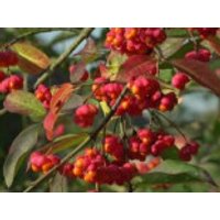 Pfaffenhütchen / Gemeiner Spindelbaum, 100-150 cm, Euonymus europaeus, Containerware