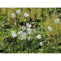 Pfirsichblättrige Glockenblume 'Grandiflora Alba', Campanula persicifolia 'Grandiflora Alba', Containerware