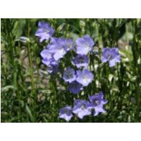 Pfirsichblättrige Glockenblume 'Grandiflora Coerulea', Campanula persicifolia 'Grandiflora Coerulea', Containerware