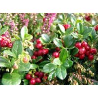 Preiselbeere, 20-30 cm, Vaccinium vitis-idaea, Containerware