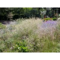Rasen Schmiele, Deschampsia cespitosa, Containerware