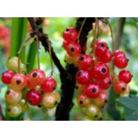 Rote Johannisbeere, 40-60 cm, Ribes rubrum, Containerware