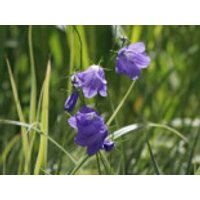 Rundblättrige Glockenblume, Campanula rotundifolia, Topfware