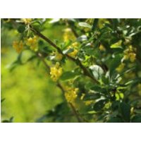 Sauerdorn / Gemeine Berberitze, 20-30 cm, Berberis vulgaris, Containerware