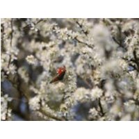 Schlehe / Schwarzdorn, 100-125 cm, Prunus spinosa, Containerware