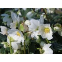 Schwarze Christrose, Helleborus niger, Containerware