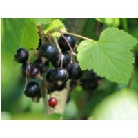 Schwarze Johannisbeere, 40-60 cm, Ribes nigrum, Containerware