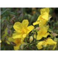 Sonnenröschen 'Golden Queen', Helianthemum x cultorum 'Golden Queen', Topfware