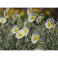 Sonnenröschen 'Snow Queen' / 'Die Braut', Helianthemum x cultorum 'Snow Queen' / 'Die Braut', Topfware