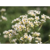 Strauch Steinbrech 'Pyramidalis', Saxifraga cotyledon 'Pyramidalis', Topfware