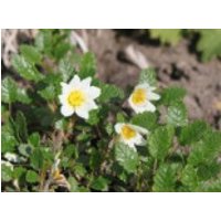 Sündermann Silberwurz, Dryas x suendermannii, Topfware