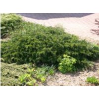Nadelbäume u. Koniferen - Tafeleibe / Kisseneibe / Bodendeckereibe 'Repandens', 15-25 cm, Taxus baccata 'Repandens', Containerware