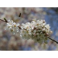 Vogelkirsche / Süßkirsche, 125-150 cm, Prunus avium, Containerware