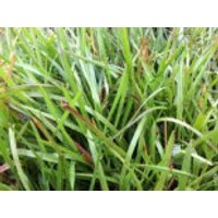 Wald-Rispengras, Poa chaixii, Topfware