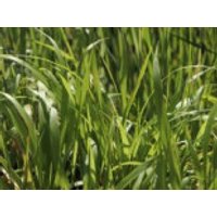 Wald-Zwenke, Brachypodium sylvaticum, Topfware